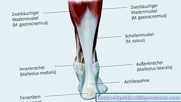 anatomie - tendon d'Achille