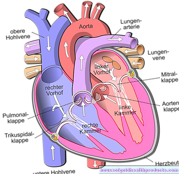анатомия - Аортальный клапан