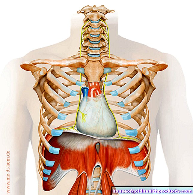 anatomie - dýchání