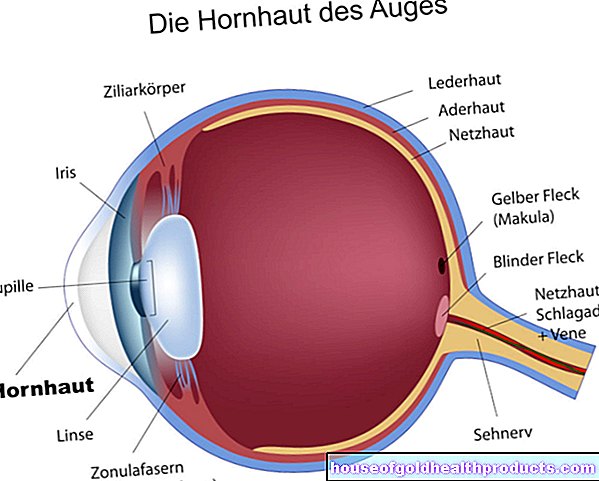 anatomia - Vista: cornea