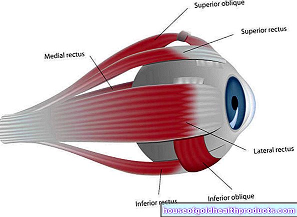 anatomie - oogspieren