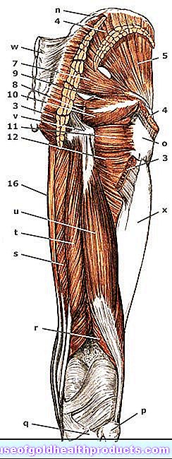 Muscoli dell'anca