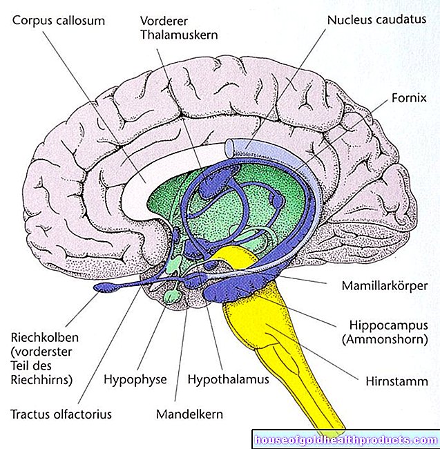 Sistem limbic