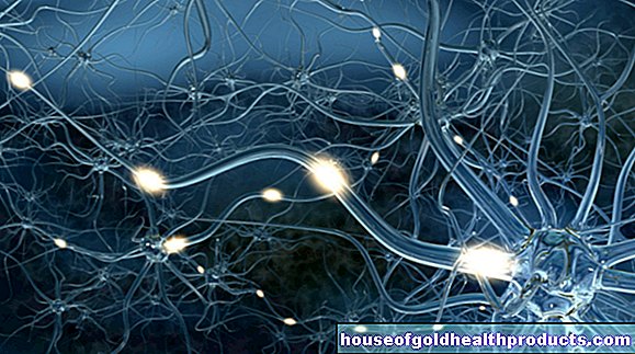 Sistem saraf dan sel saraf - anatomi