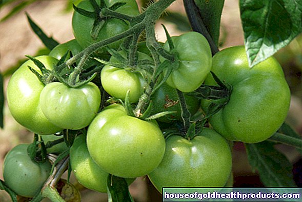 výživa - Zelená rajčata způsobují nevolnost