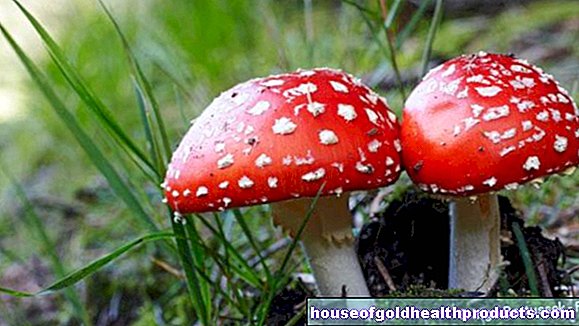plantas venenosas de seta venenosa - La intoxicación grave por hongos está aumentando