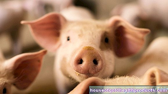 Свиной грипп 2.0: предупреждение о следующей пандемии