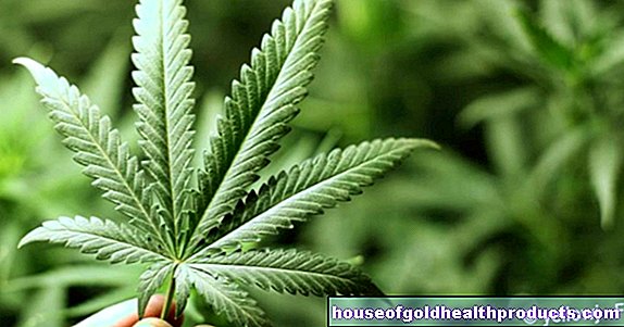 Pijntherapie: ernstig zieke mensen mogen cannabis kweken